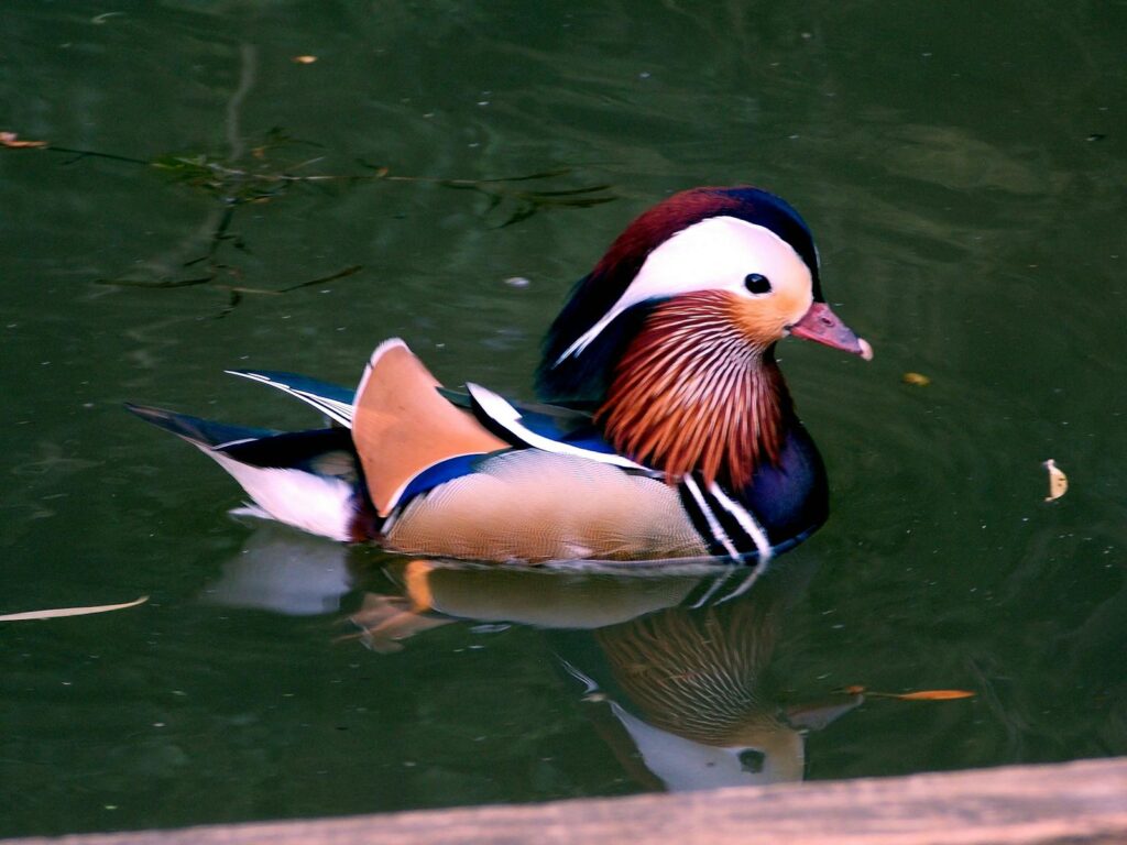 A colorful Mandarin duck gliding peacefully in an outdoor pond, showcasing its vibrant feathers.