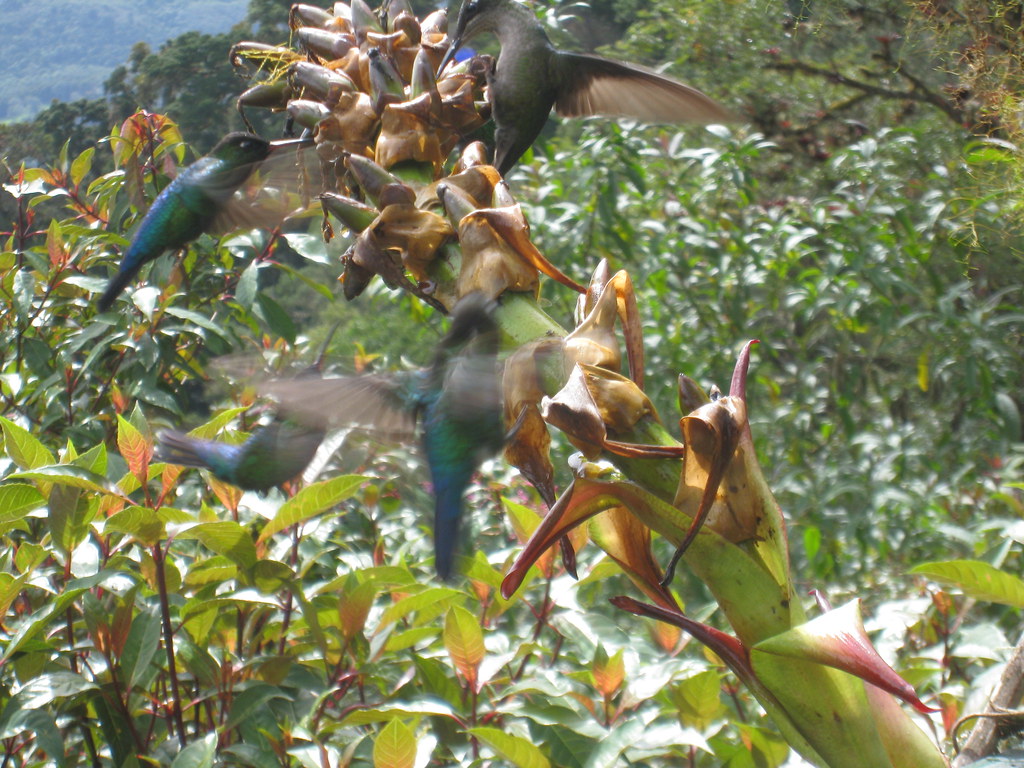 Several hummingbirds are feeding from flowers.