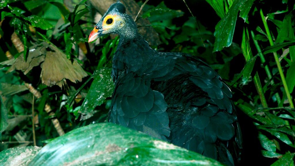 Maleo bird partially hidden behind dense green foliage