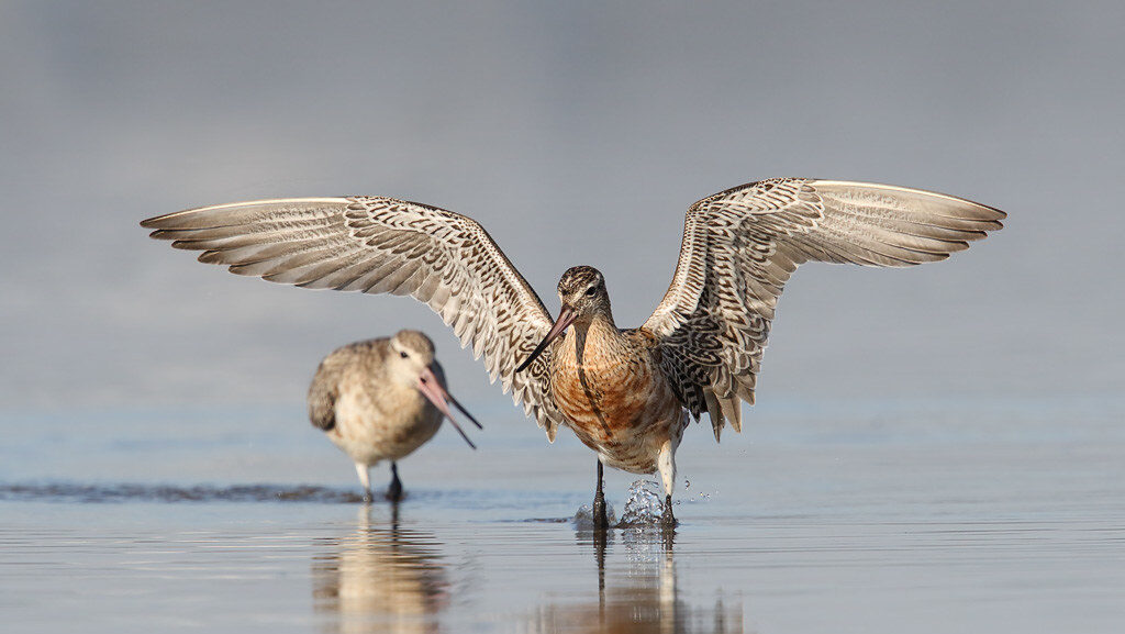 Two Bar-tailed Godwits walking in shallow water, one with wings outstretched.