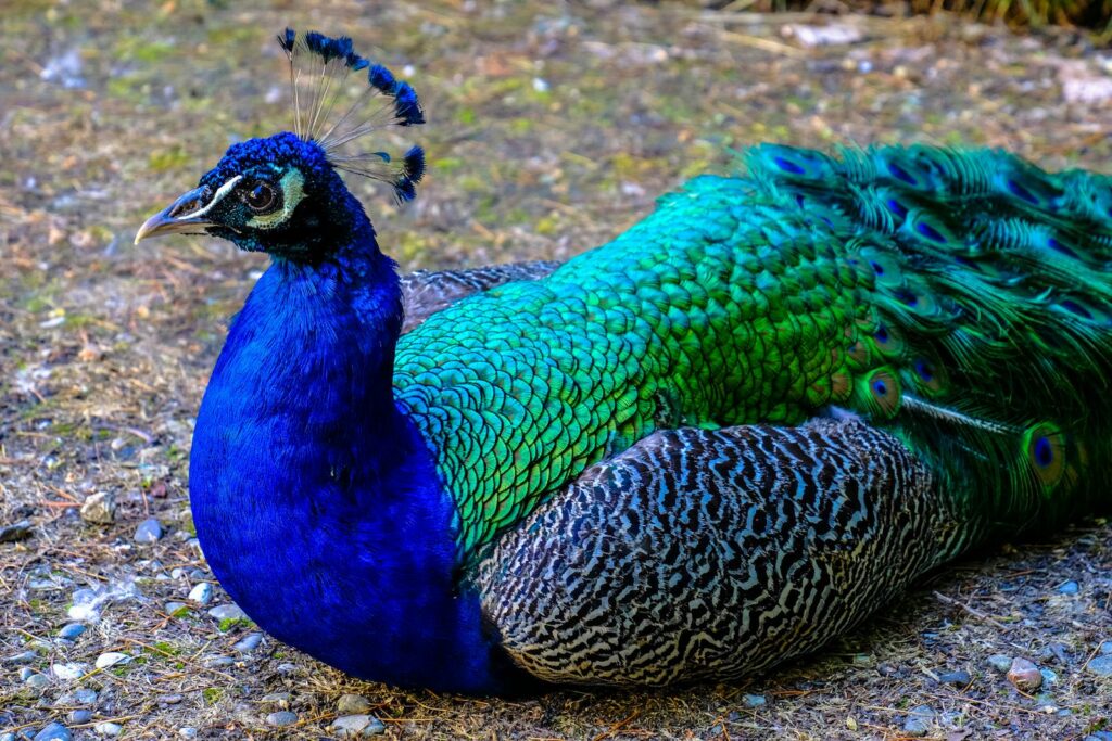 A vivid peacock displaying its colorful plumage outdoors.