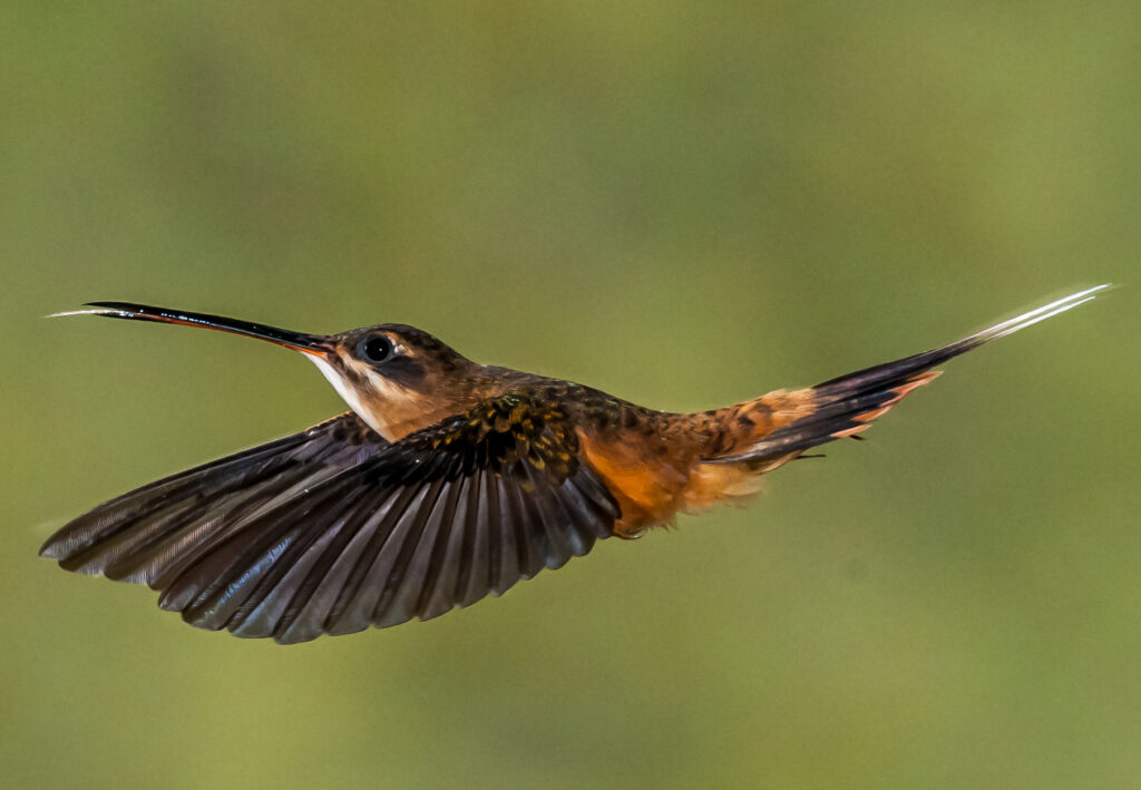 A Tawny-bellied Hermit hummingbird in flight, displaying its long, curved bill.