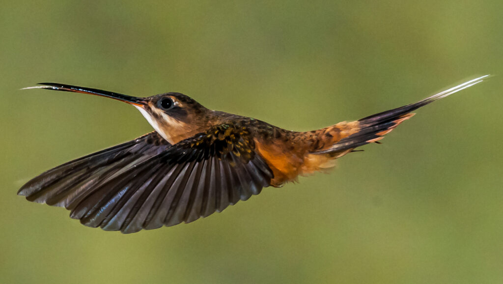 A Tawny-bellied Hermit hummingbird in flight, displaying its long, curved bill.
