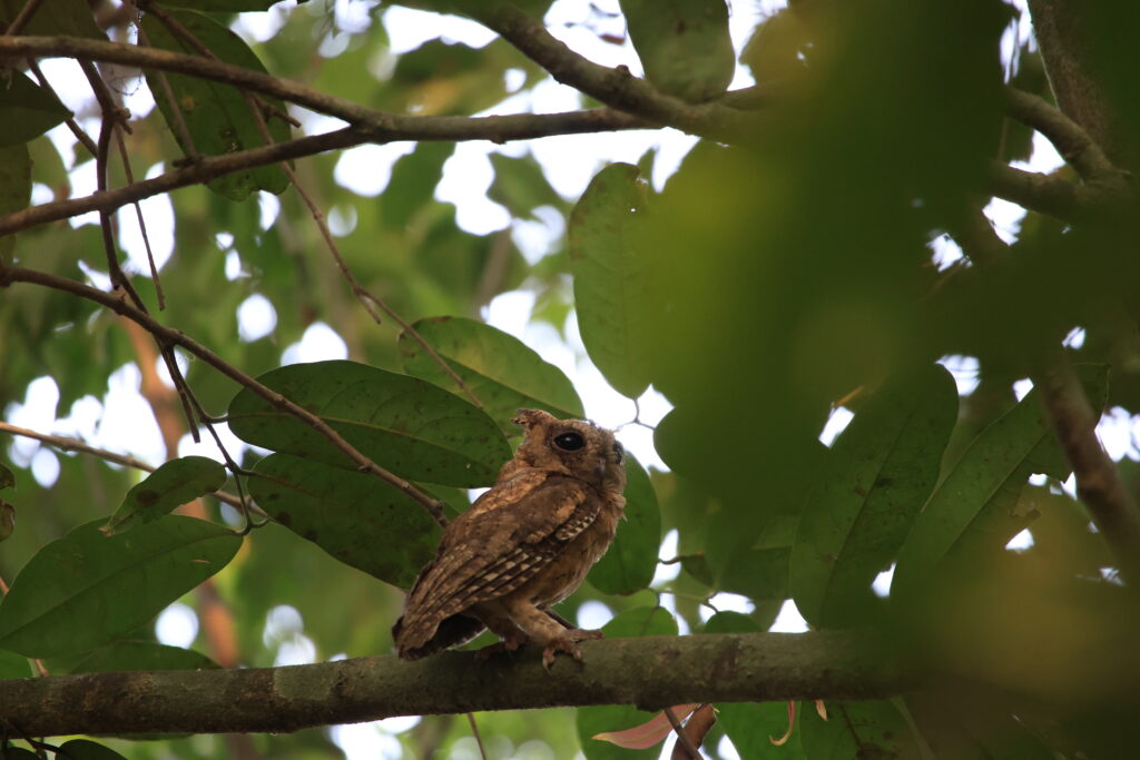An Indian Scops Owl perches on a branch among leaves.