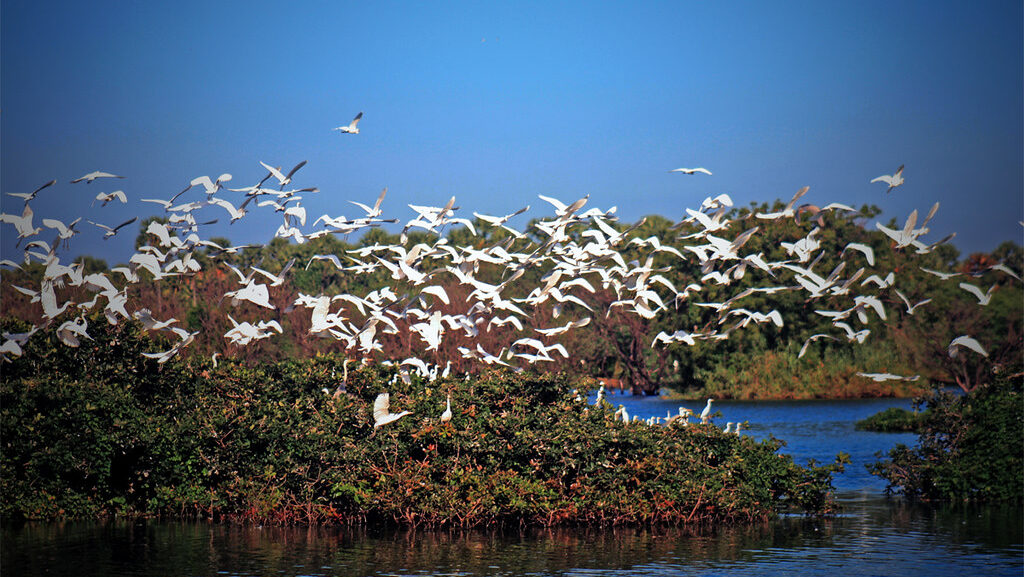 A flock of snowy egrets fills the sky over the Vedanthangal Bird Sanctuary.