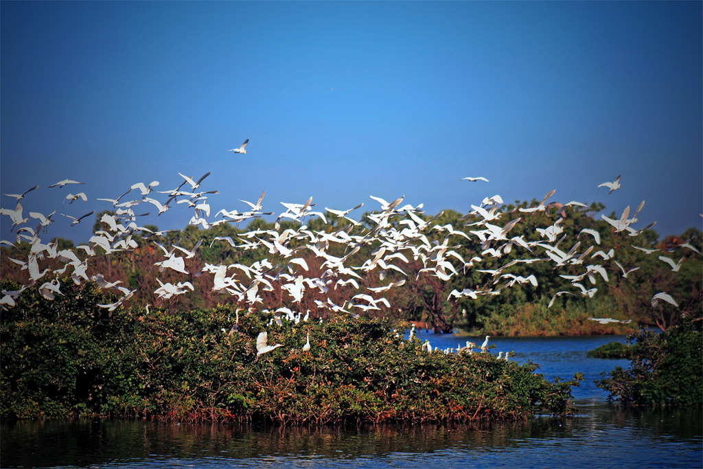 A flock of snowy egrets fills the sky over the Vedanthangal Bird Sanctuary.