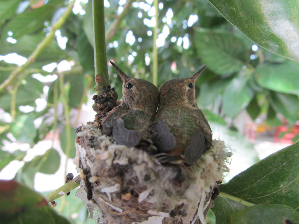 Two baby hummingbirds huddle in their nest.