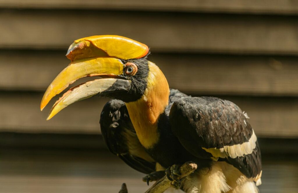 A vibrant Great Hornbill is captured in close-up showing its colorful beak and plumage.