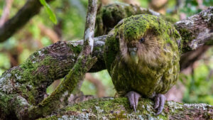 Kakapo perched on a moss-covered tree branch blending into forest