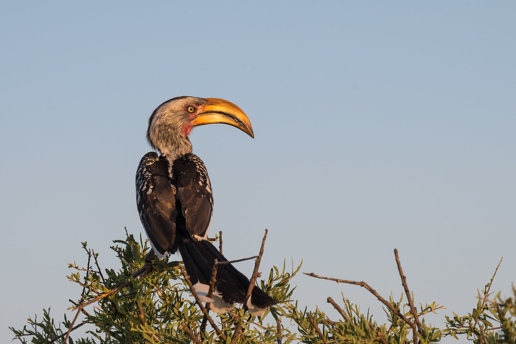 A Southern Yellow-billed Hornbill perches atop a tree.