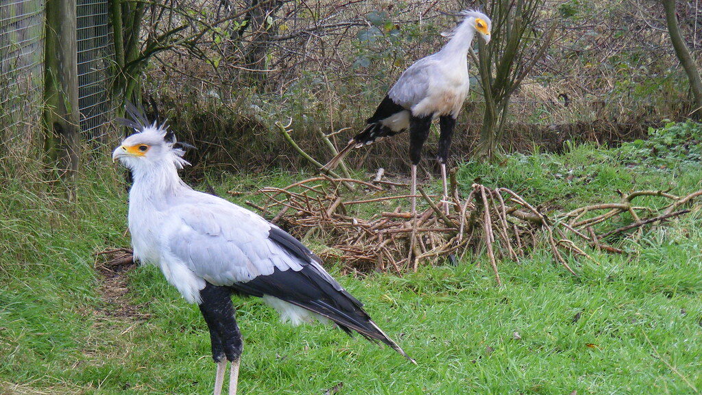 Two secretary birds standing in a conservation area