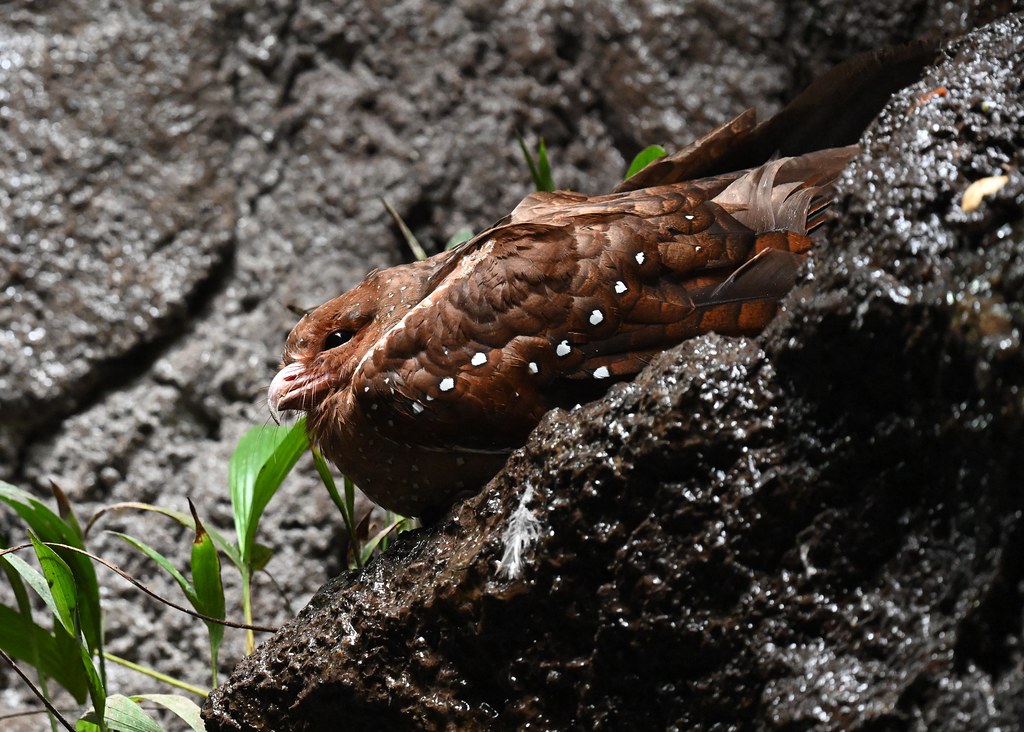 An Oilbird is perched, looking forward in a dim environment.