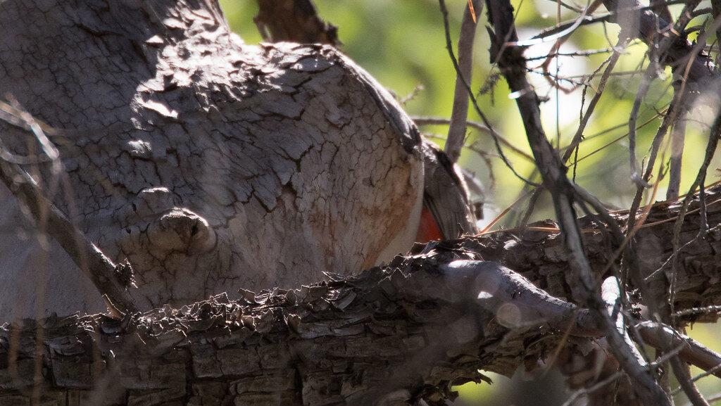 Female Elegant Trogon standing outside its tree nest cavity
