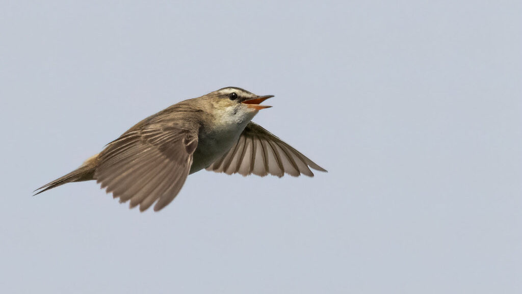 Sedge Warbler mid-flight against clear sky background