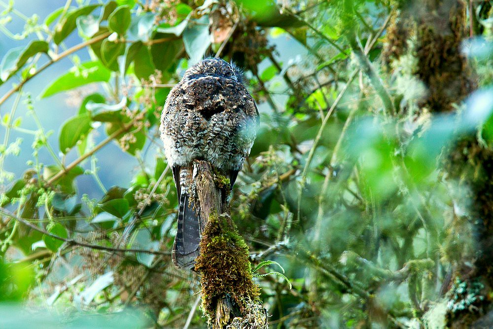 An Andean Potoo camouflaged on a mossy tree branch.