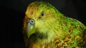 Close-up of kakapo head showcasing its large beak.