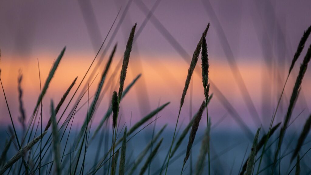 Soft-focus image of grass at twilight with gentle fading light