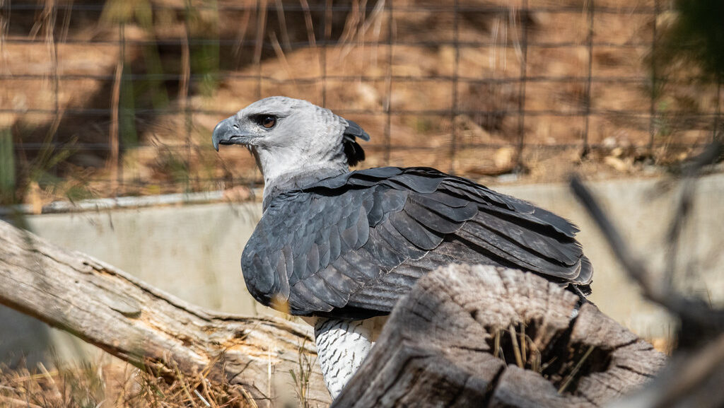 Harpy eagle standing inside a zoo enclosure