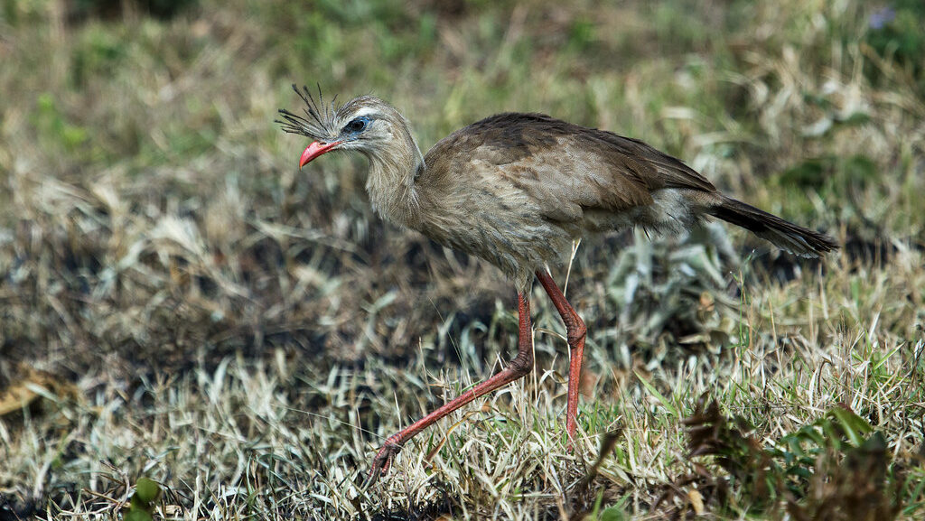 Red-Legged Seriema hunting for food