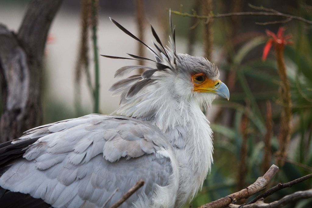 A Secretary Bird with a striking orange face and grey plumage perches on a branch.