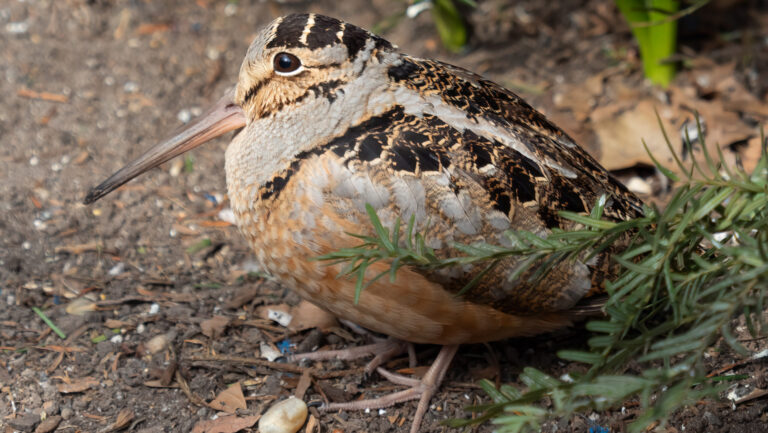 A well-camouflaged American woodcock rests on the ground among foliage.