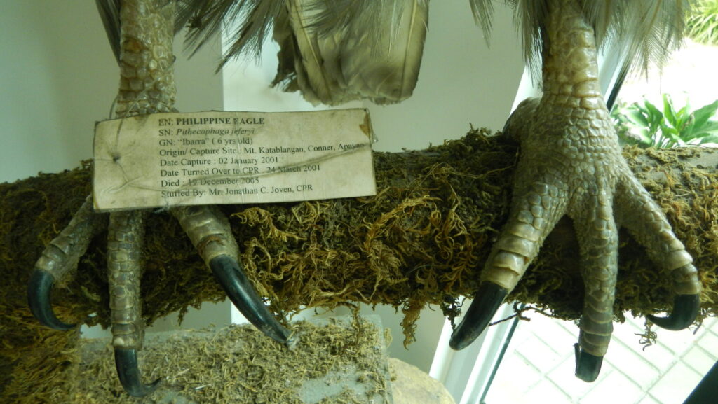 Taxidermied Philippine eagle talons on display in a museum exhibit