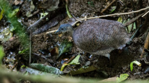 Great Tinamou navigating damp forest floor with scattered leaves