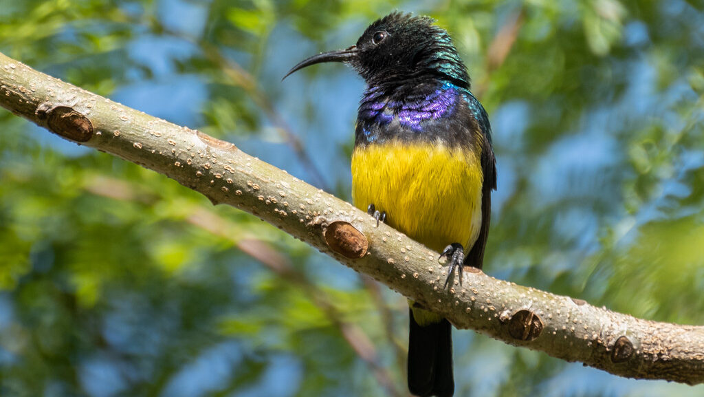A Variable sunbird with iridescent purple and green plumage perches on a branch.