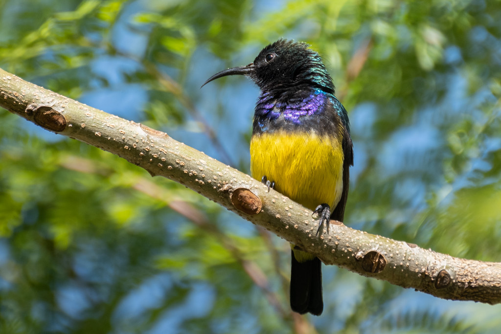 A Variable sunbird with iridescent purple and green plumage perches on a branch.