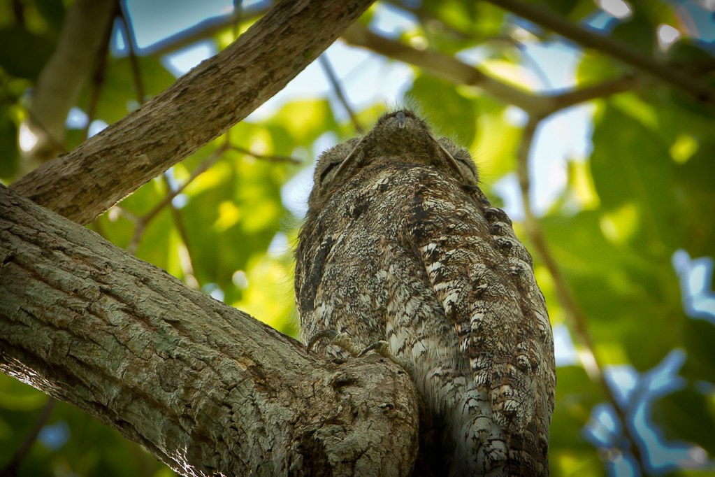 A Great Potoo camouflaged against a tree branch.