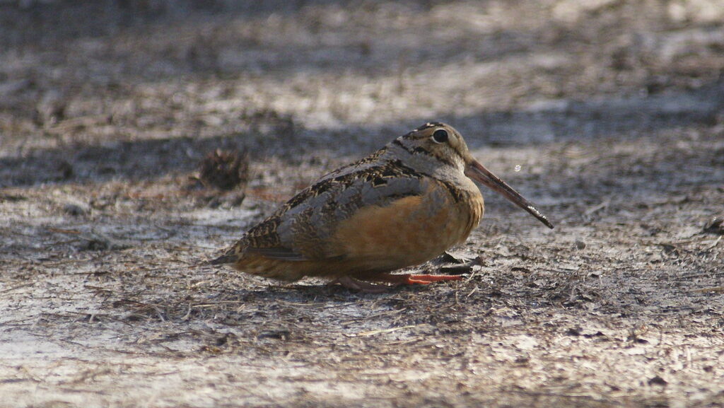 An American Woodcock rests on the ground.