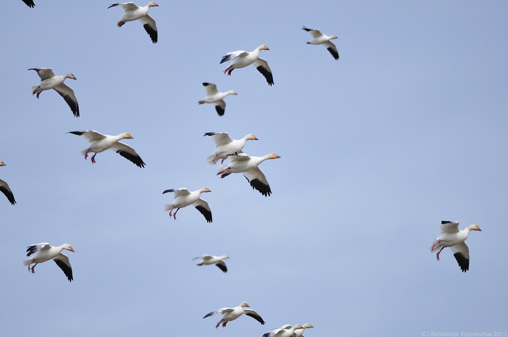 Snow geese are flying in a group against a blue sky.