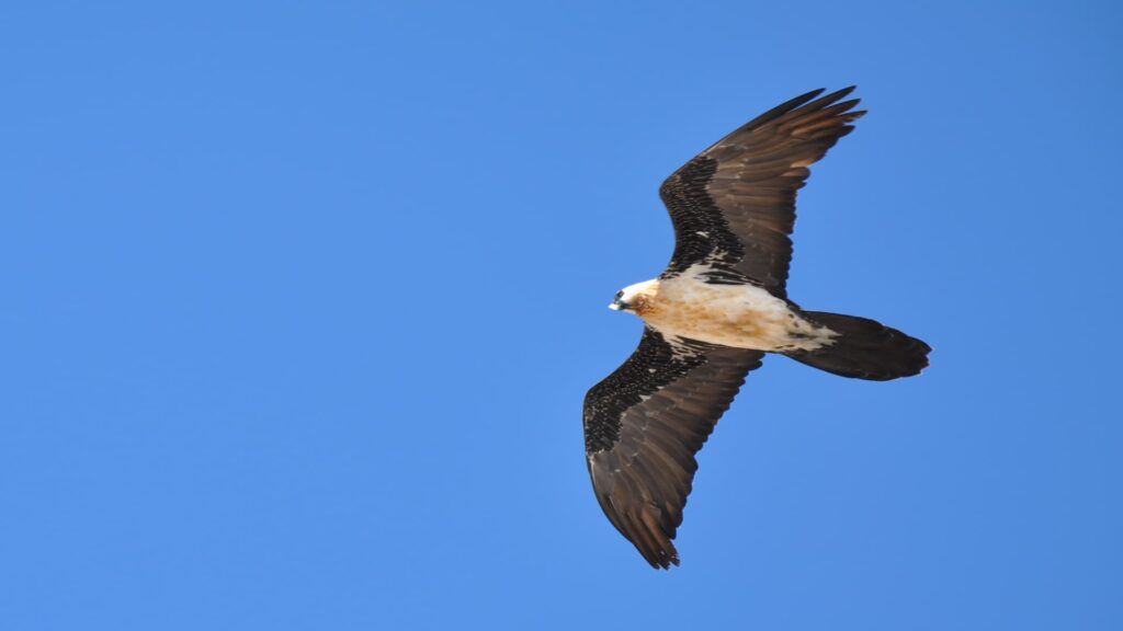 The Bearded Vulture(Lammergeier)