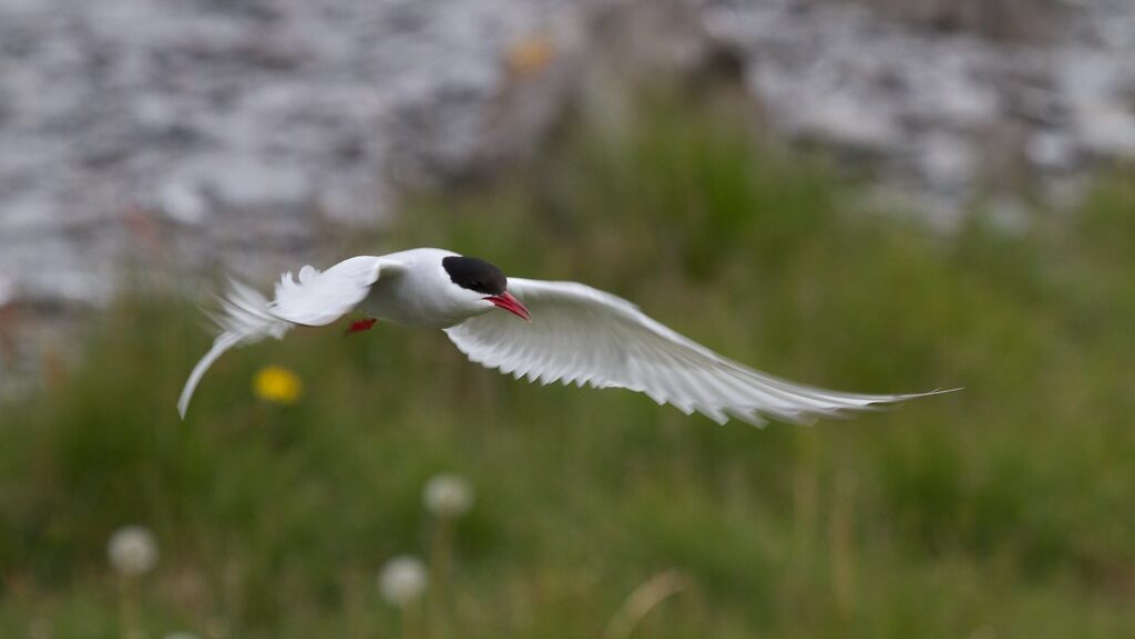 Arctic Tern in mid-flight above a grassy field