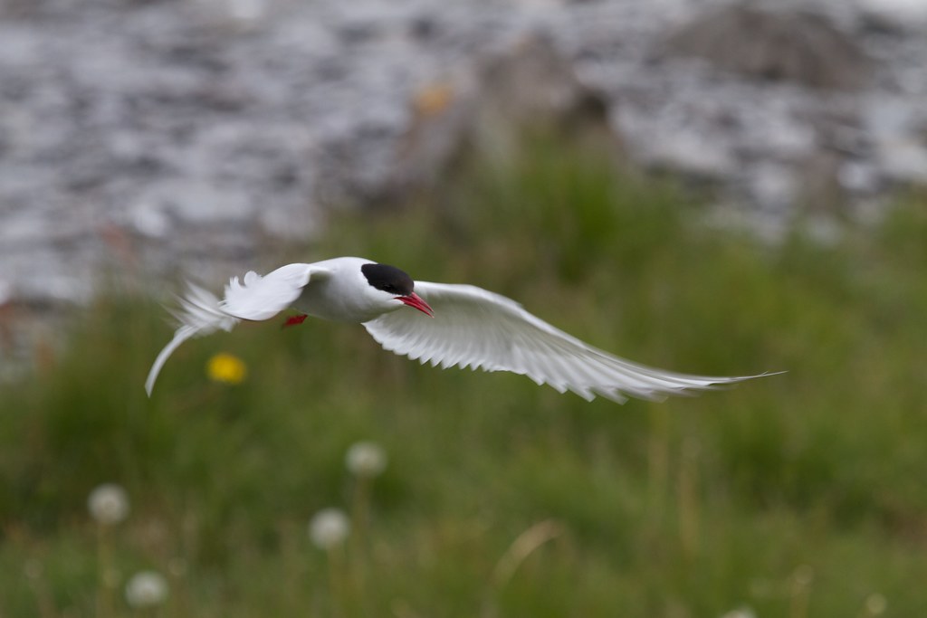An Arctic Tern is in flight over a grassy area.