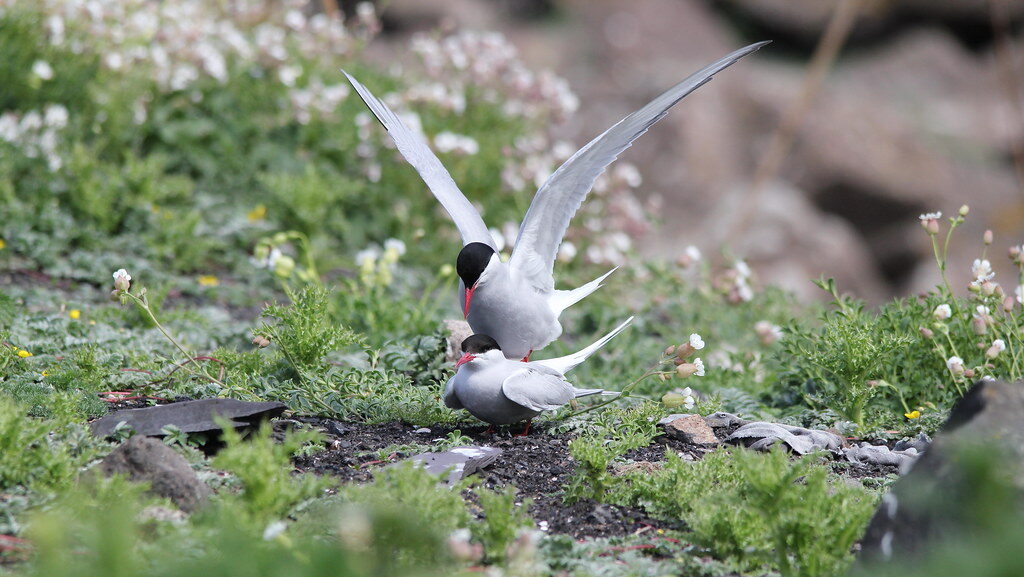 Arctic Tern landing above another Arctic Tern