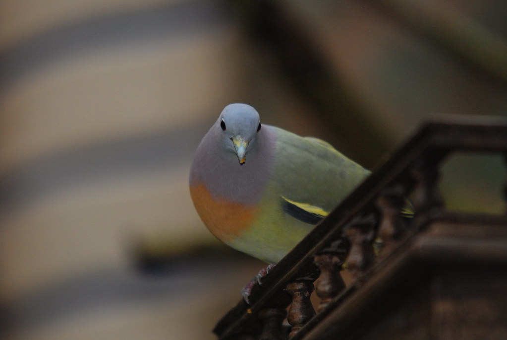 A Pink-necked green pigeon is perched on a branch, looking right.