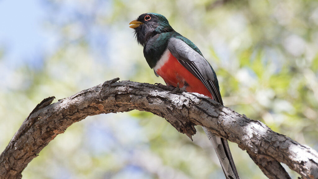 Elegant Trogon perched on a curved branch
