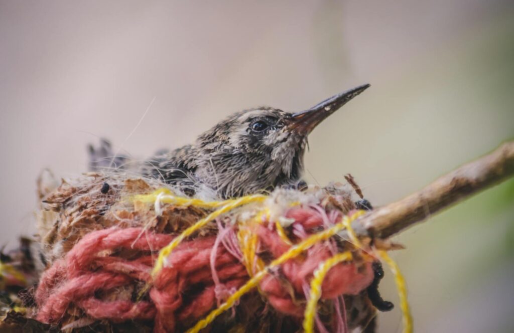 Close-up of a hummingbird hatchling nestled in vibrant threads. Captured outdoors.