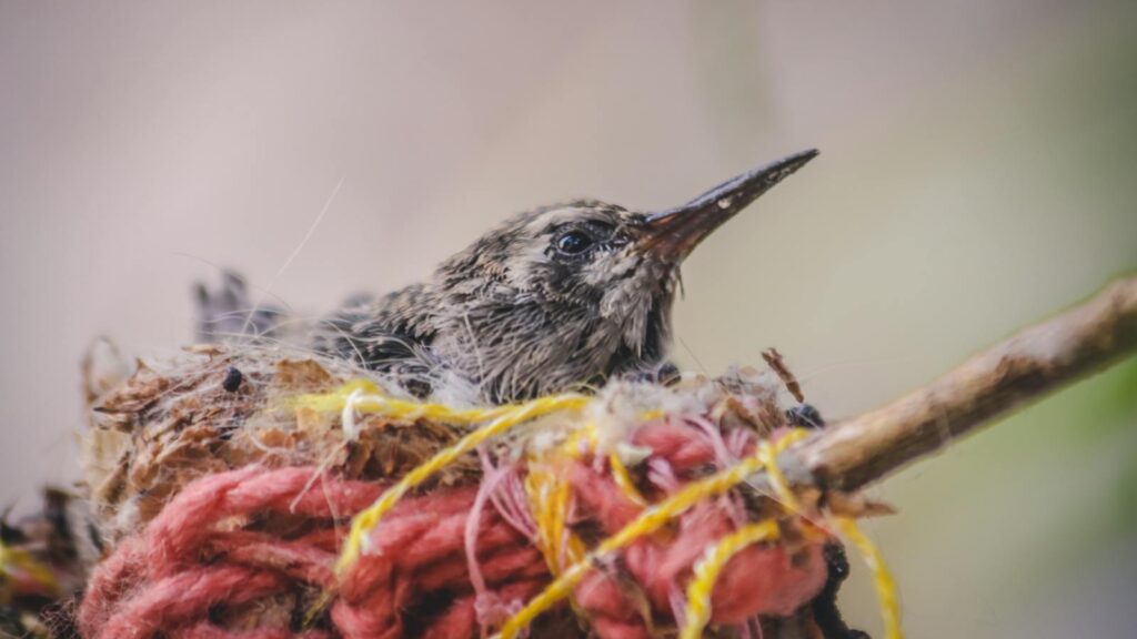 Close-up of a hummingbird hatchling nestled in vibrant threads. Captured outdoors.