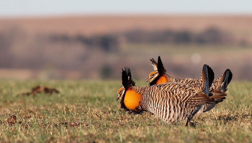 Two Greater Prairie Chickens display their plumage and orange air sacs.