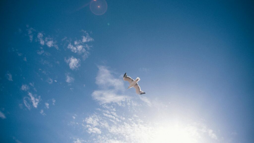 Seagull soaring in sunlight beneath a partly cloudy blue sky
