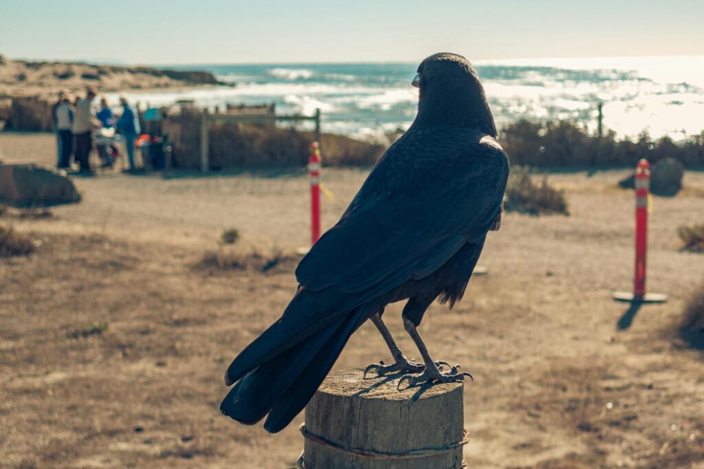 A New Caledonian crow is perched on a wooden post near the beach.