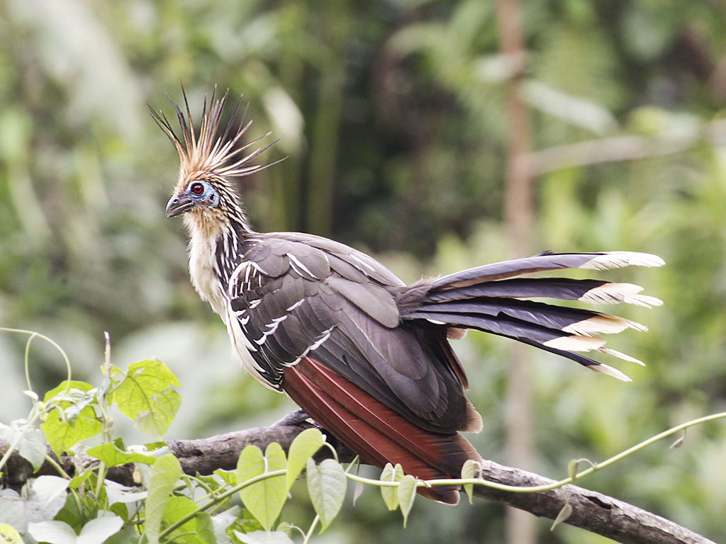 A hoatzin with a prominent crest and long tail feathers perches on a branch.