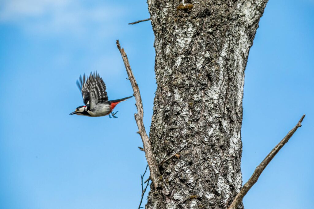 A great spotted woodpecker flying away from a tree trunk.