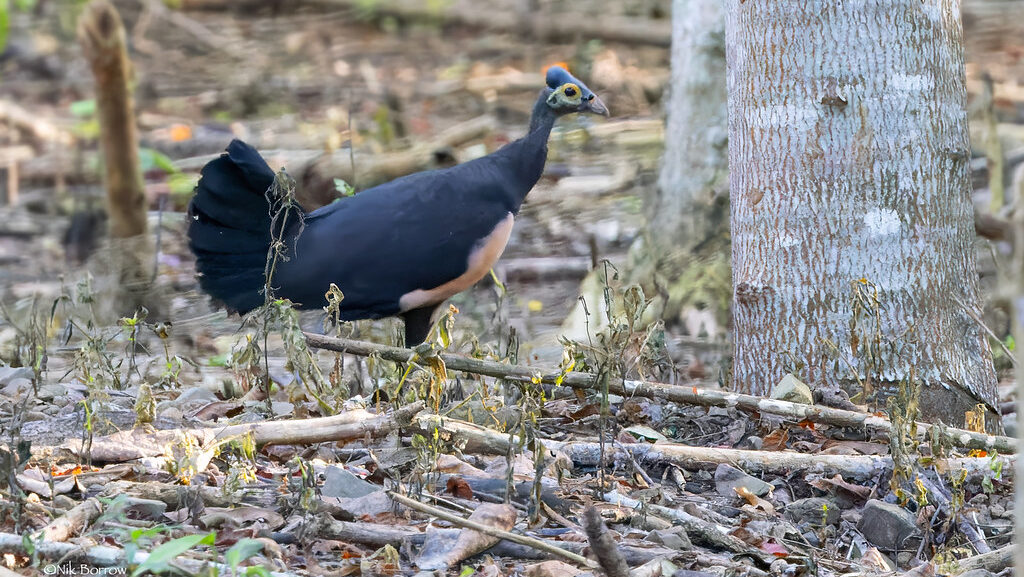 Maleo bird walking on the forest floor