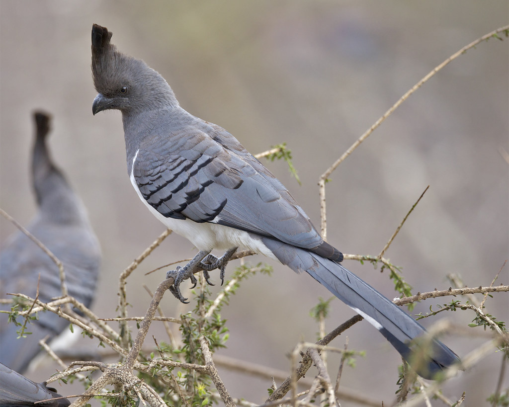 A White-bellied Go-away-bird with a distinctive crest perches on a branch.