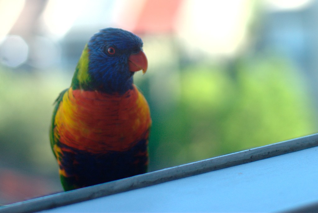 A Rainbow Lorikeet with vibrant plumage looks to the left.