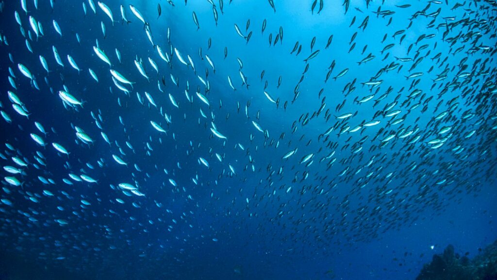 Thousands of fish moving together during seasonal migration