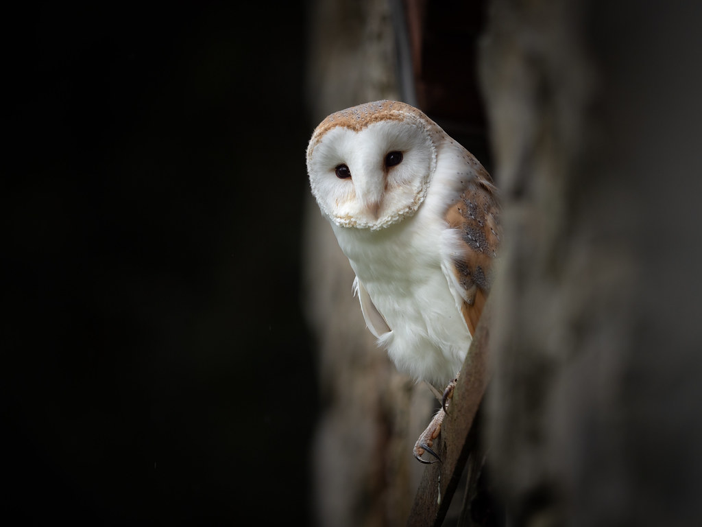 A barn owl with white and brown plumage.